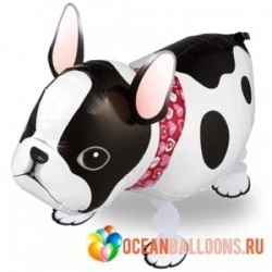 Ходячий шар собака